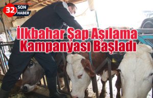 İlkbahar Şap Aşılama Kampanyası Başladı